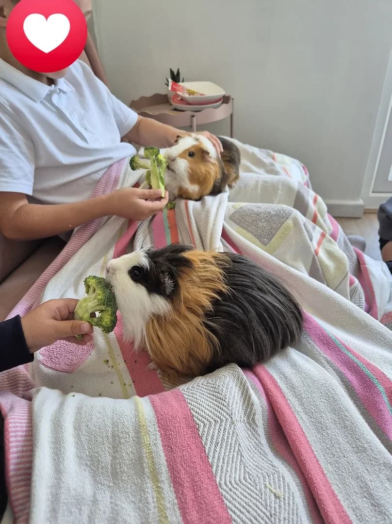Two of our friendly guinea pigs being fed lettuce by children at the club